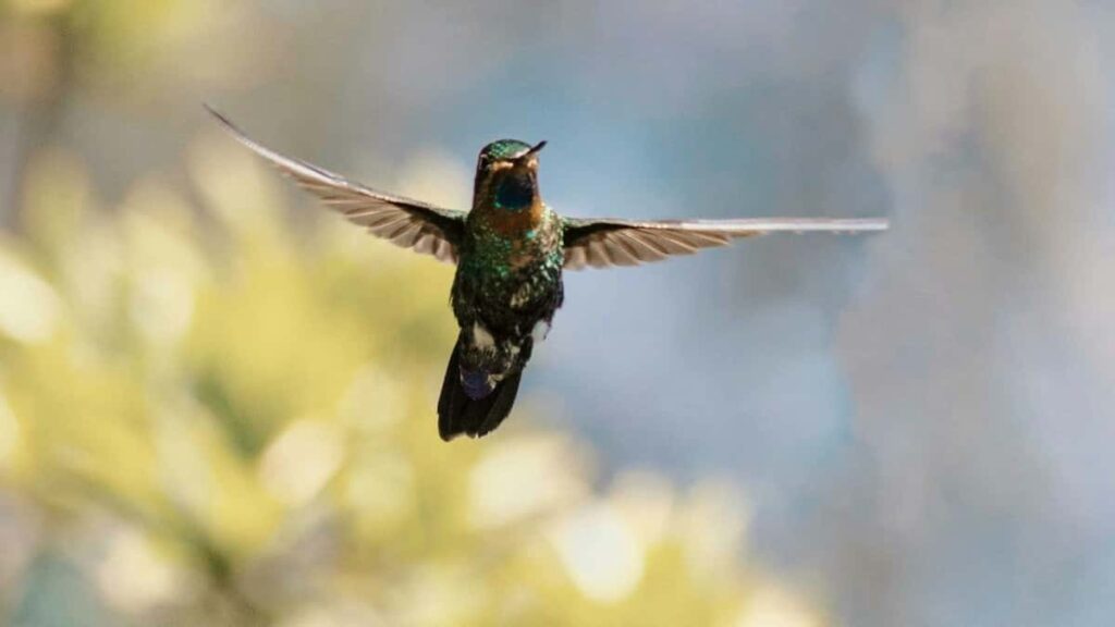 İran Pazarında İş Birliği Yapılacak En İyi 10 Instagram Fenomeni