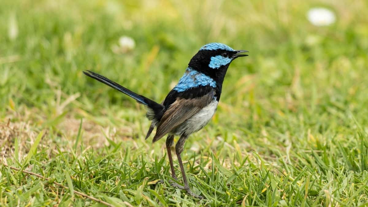 2025 İspanya Twitter Reklam Fiyatları Tam Kategori Rehberi