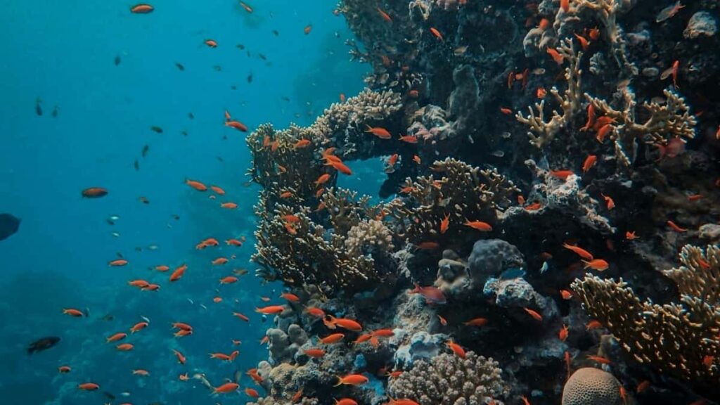 2025 Suudi Arabistan Instagram Reklam Fiyatları Tablolu Rehber