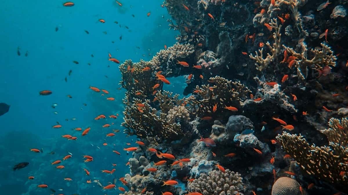 2025 Suudi Arabistan Instagram Reklam Fiyatları Tablolu Rehber