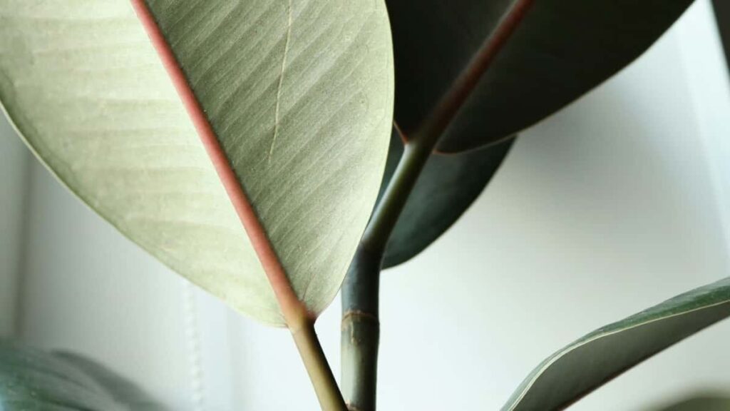 Turkiye reklamclar icin Meksika merkezli Telegram yaratclarn bulun, degerlendirin ve dans challenge is birlikleri baslatnadm adm taktikler, riskler ve yerel taktikler.