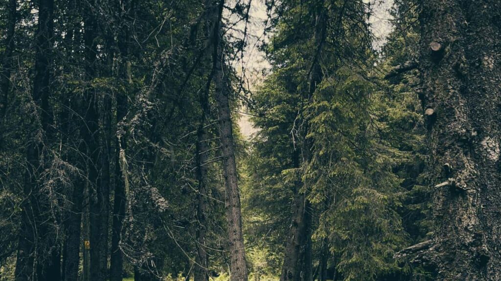 Roposo uzerinden Ermenistanl markalarla fitness odakl sponsor isler nasl kurulur, yerel taktikler, urun seeding ornekleri ve GenAI tabanl deneyim frsatlaryla pratik admlar.