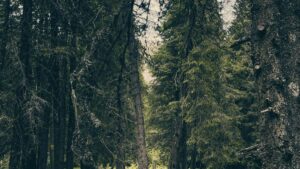 Roposo uzerinden Ermenistanl markalarla fitness odakl sponsor isler nasl kurulur, yerel taktikler, urun seeding ornekleri ve GenAI tabanl deneyim frsatlaryla pratik admlar.