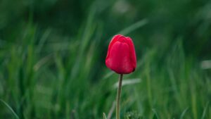 Turkiye'den OnlyFans icerik ureticileri icin Cekya markalarna GRWM is birlikleri nasl teklif edilir, hangi taktikler calsr, hukuki ve guvenlik riskleri neler pratik rehber.